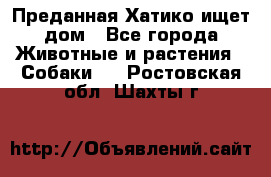 Преданная Хатико ищет дом - Все города Животные и растения » Собаки   . Ростовская обл.,Шахты г.